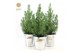 Pinus pinea silver crest P17 in Zinc Old-Look 