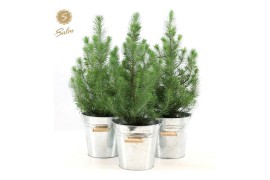 Pinus pinea silver crest P17 in Zinc Old-Look