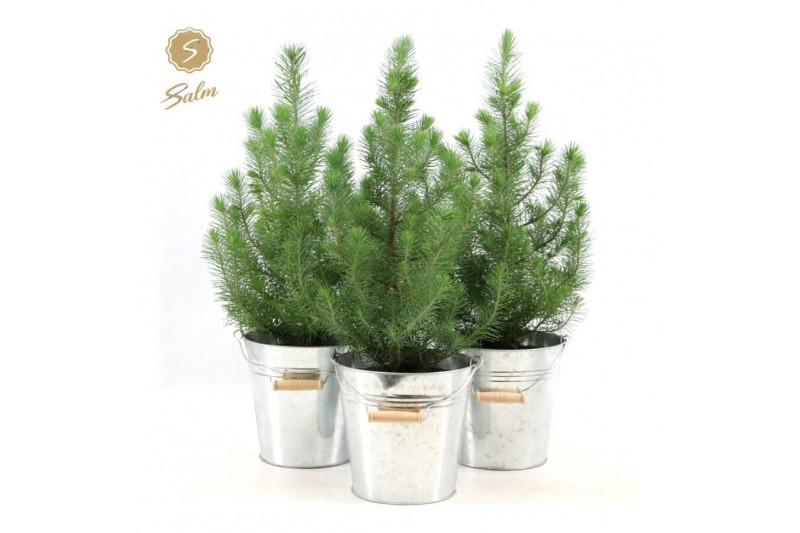 Pinus pinea silver crest P17 in Zinc Old-Look 
