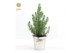 Pinus pinea silver crest P17 in Zinc Old-Look 