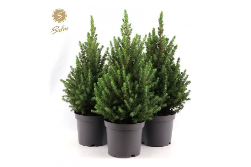Picea glauca december 40/50 