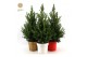 Picea glauca december 50/60 in Pot Colour mix 