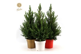 Picea glauca december 50/60 in Pot Colour mix