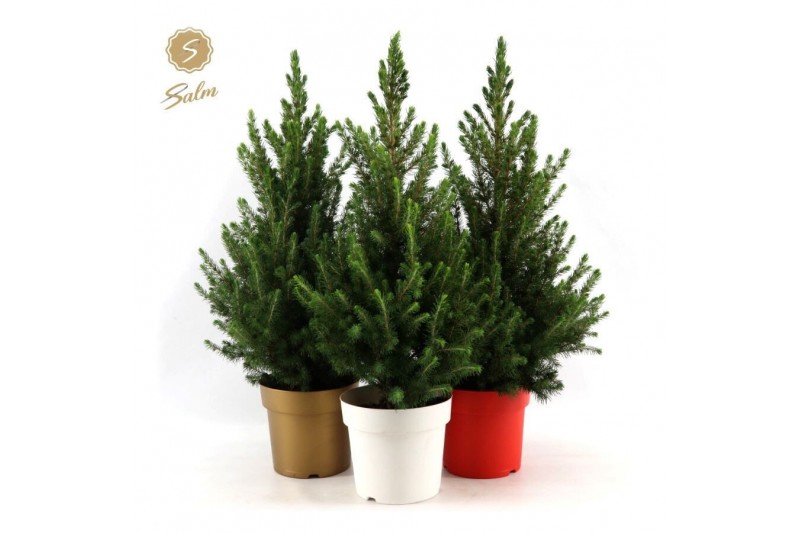 Picea glauca december 50/60 in Pot Colour mix 