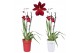Burrageara nelly isler cambria red velvet 2 tak met rode en witte pot 