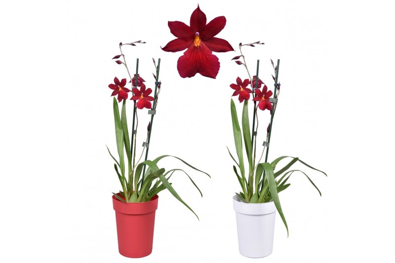 Burrageara nelly isler cambria red velvet 2 tak met rode en witte pot Burrageara nelly isler cambria red velvet 2 tak met rode en witte pot