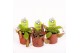 Nepenthes mix 
