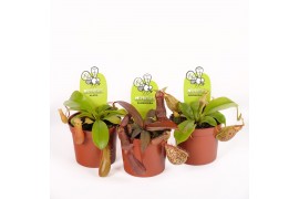 Nepenthes mix