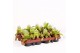 Nepenthes mix 