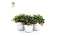 Gaultheria procumbens big berry in Zinc Old-Look 