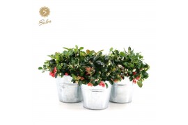 Gaultheria procumbens big berry in Zinc Old-Look