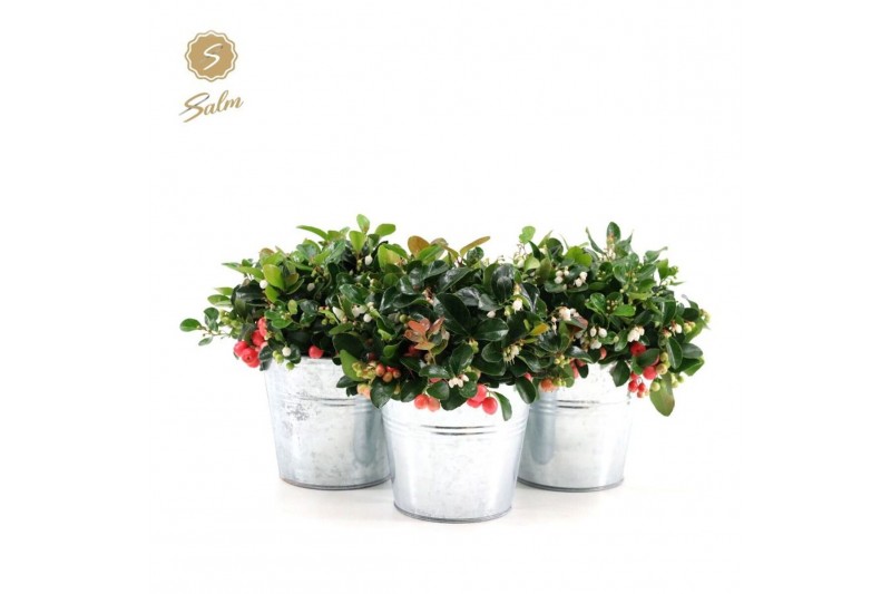 Gaultheria procumbens big berry in Zinc Old-Look 