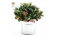 Gaultheria procumbens big berry in Zinc Old-Look 