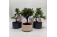 Bonsai mix Bonsaimix Modern Royal 15 cm 