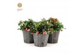 Gaultheria procumbens big berry in Wood