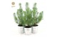 Pinus pinea silver crest P10,5 in Zinc Old-Look 