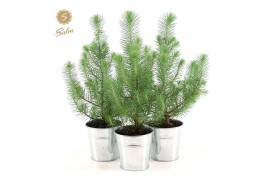 Pinus pinea silver crest P10,5 in Zinc Old-Look