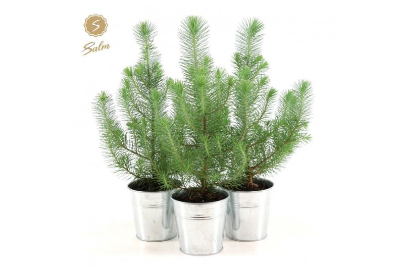 Pinus pinea silver crest P10,5 in Zinc Old-Look 