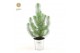 Pinus pinea silver crest P10,5 in Zinc Old-Look 