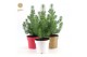 Pinus pinea silver crest in Pot Colour mix 