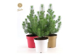 Pinus pinea silver crest in Pot Colour mix