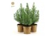 Pinus pinea silver crest in Pot Gold 