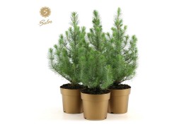 Pinus pinea silver crest in Pot Gold