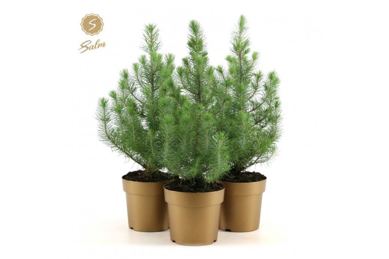 Pinus pinea silver crest in Pot Gold 