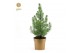 Pinus pinea silver crest in Pot Gold 