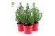 Pinus pinea silver crest in Pot Red 