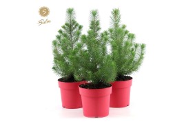 Pinus pinea silver crest in Pot Red