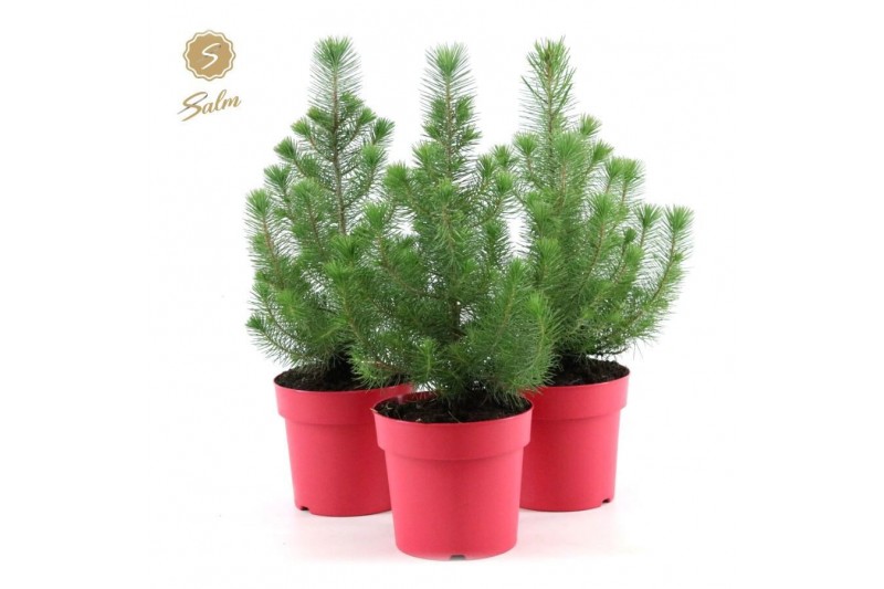 Pinus pinea silver crest in Pot Red 