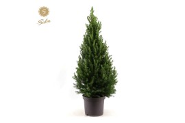 Picea glauca december 80/90