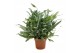 Phlebodium blue star 