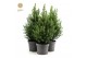 Picea glauca december 35/40 
