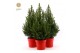 Picea glauca december 50/60 in Pot Red 