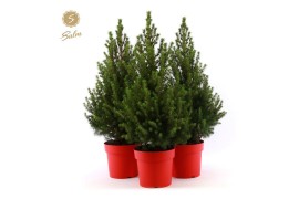 Picea glauca december 50/60 in Pot Red