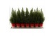 Picea glauca december 50/60 in Pot Red 