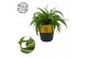 Chlorophytum comosum bonnie carribean 
