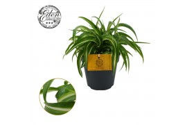 Chlorophytum comosum bonnie carribean