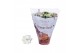 Kalanchoe blossfeldiana rosalina don cedro 