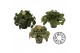 Peperomia mixkar must have 