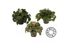 Peperomia mixkar must have