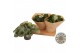 Peperomia mixkar must have 