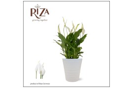 Spathiphyllum bellini 8+ bloem - Wave keramiek, Basic - Ultimo