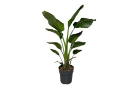 Strelitzia nicolai