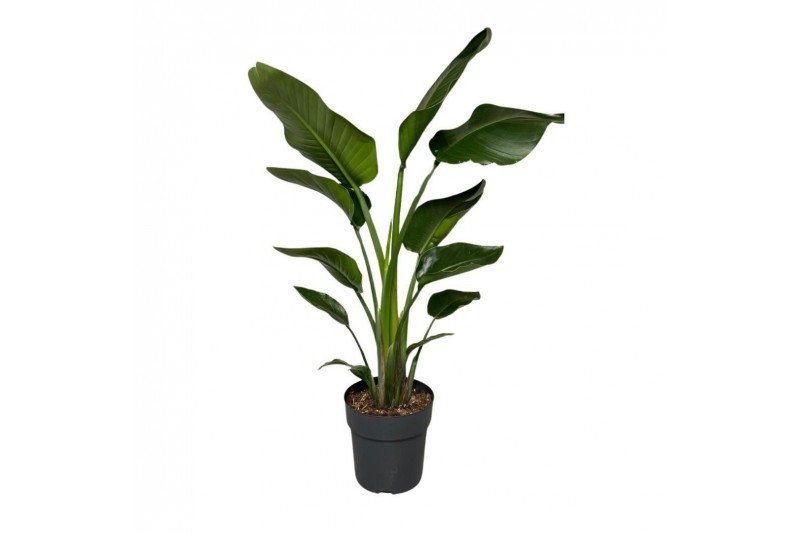 Strelitzia nicolai 