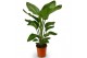 Strelitzia nicolai 