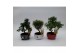 Bonsai mix in Lucky 