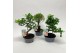 Bonsai mix in teeltpot 